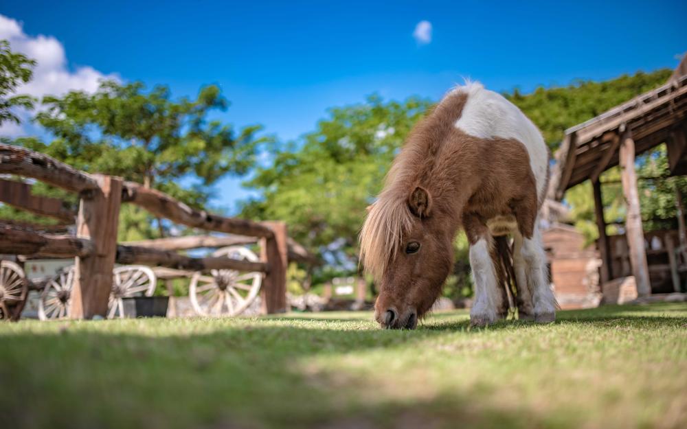 poney