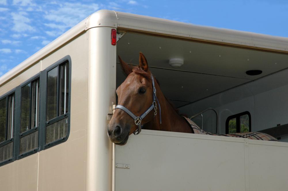 transport cheval